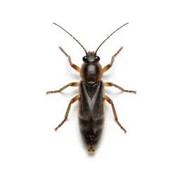 Tobacco thrips