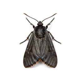 Tortricid