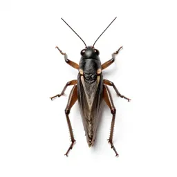 Tree cricket