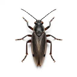 Treehopper