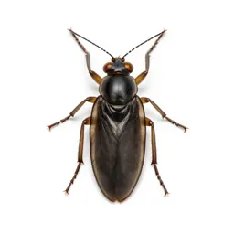 Trichopterous insect