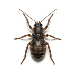 Trombidiid