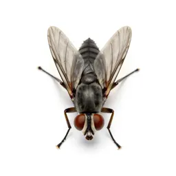 Tsetse fly