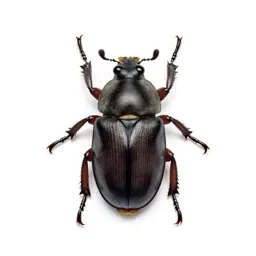 Tumblebug