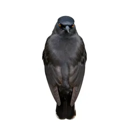 Vedalia