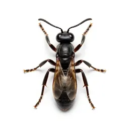 Velvet ant