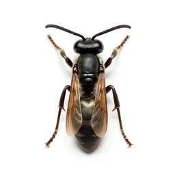 Vespid