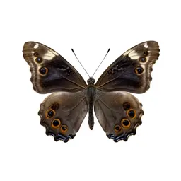 Viceroy