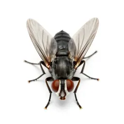 Vinegar fly
