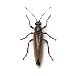 Walking stick