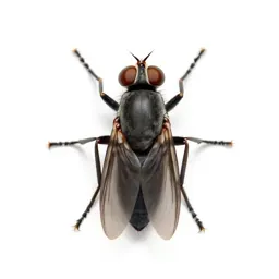 Warble fly