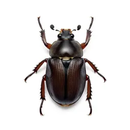 Water beetle