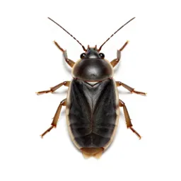 Water boatman