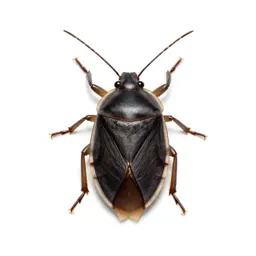 Water bug