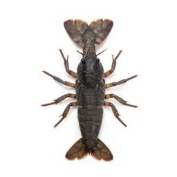 Water scorpion