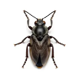 Wax insect