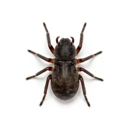 Web-spinning mite