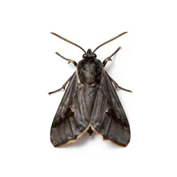 Webbing clothes moth