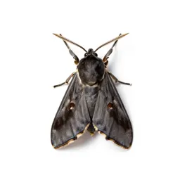 Webworm moth