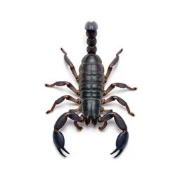 Whip-scorpion