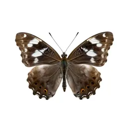 White admiral