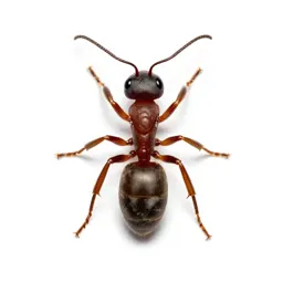 Wood ant