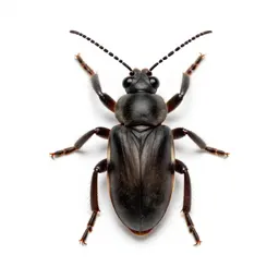 Woolly adelgid