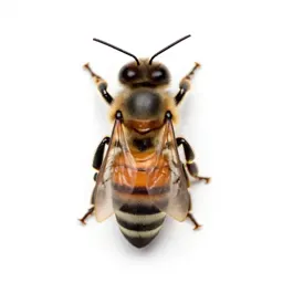 Worker bee