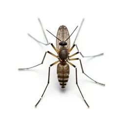Yellow-fever mosquito