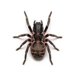 Acarid