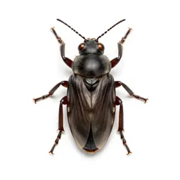 Adelgid