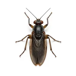 Alderfly