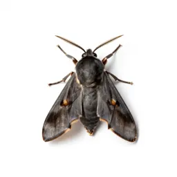 Almond moth