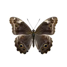 Anglewing
