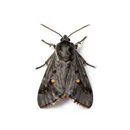 Angoumois moth