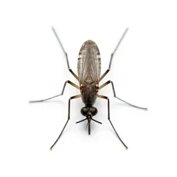 Anopheline
