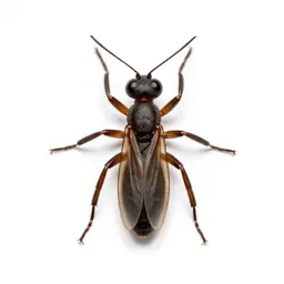 Ant lion