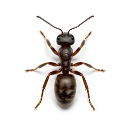 Ant
