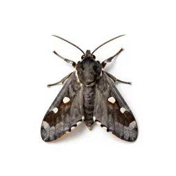Antler moth