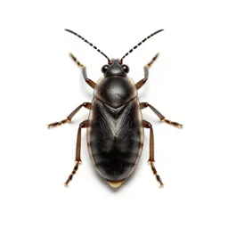 Aphid