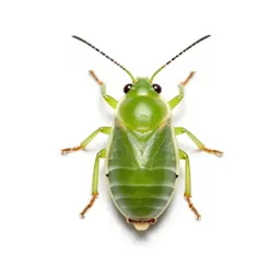 Apple aphid