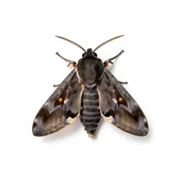 Arctiid