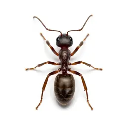 Army ant