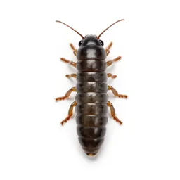 Armyworm