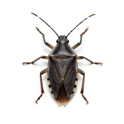 Assassin bug