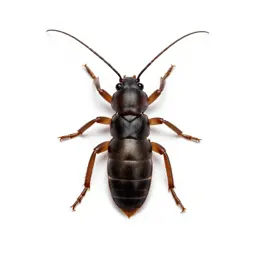 Earwig