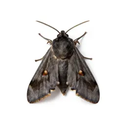 Eggar