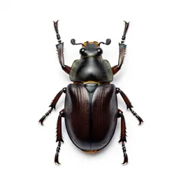 Elaterid beetle
