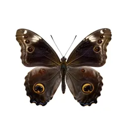 Emperor butterfly