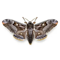 Emperor